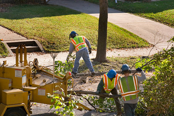 Tree and Shrub Care in Opelousas, LA