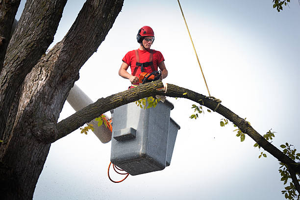 Why Choose Our Tree Removal Services in Opelousas, LA?